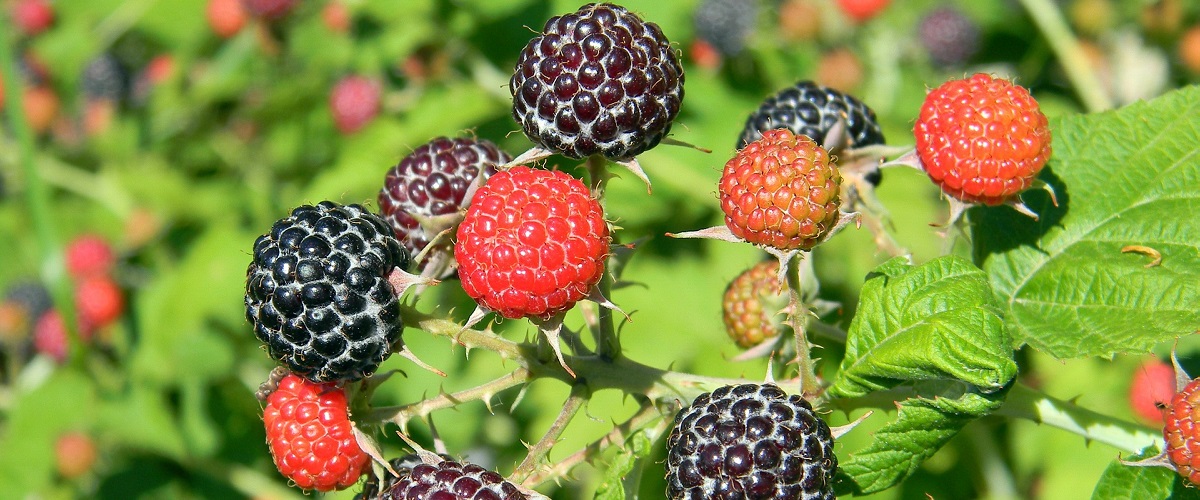 Rubus idaeus Black Jewel-maliník